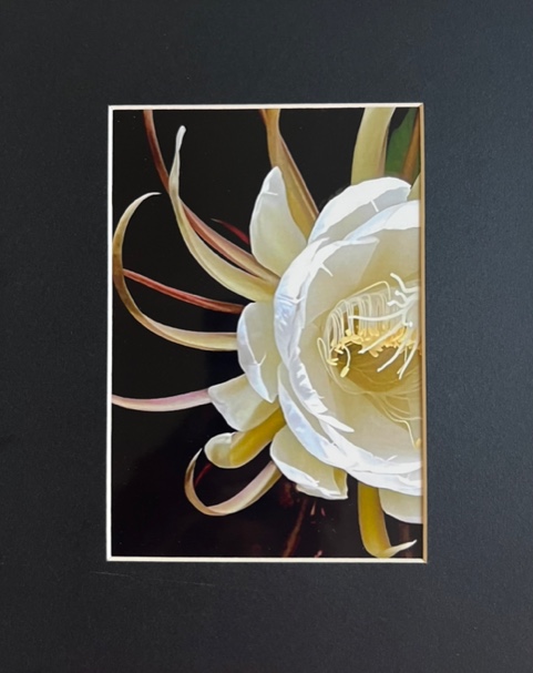 King 01 Night Blooming Cereus