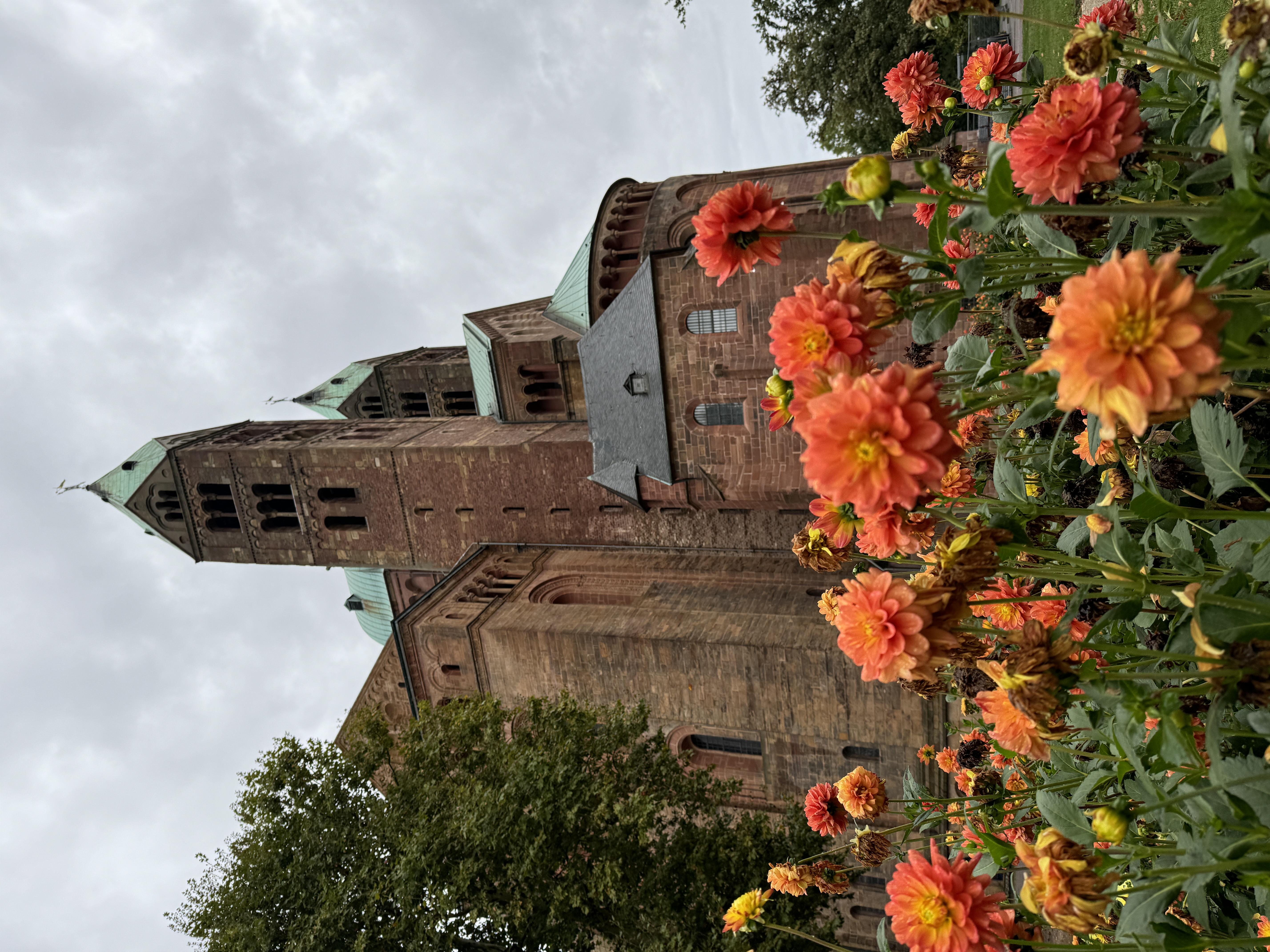 Liebert 01Dahlias at Speyer Cathedral