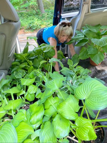 2024 plant sale  