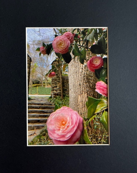 king 02 Camellia at Lullwater Conservation Garden