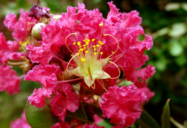 watermelon crepe myrtle web